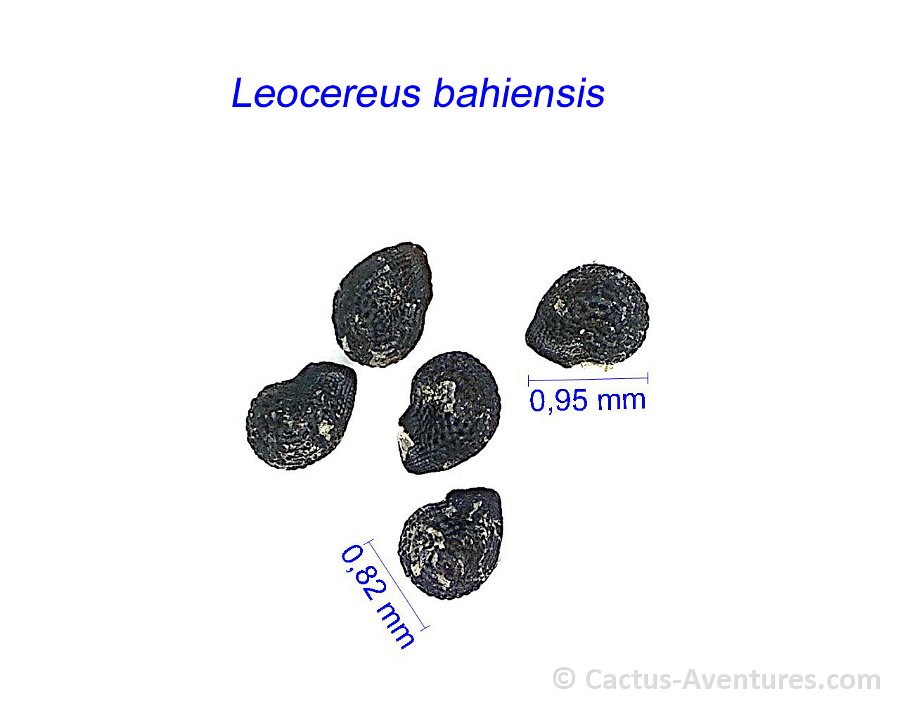 Leocereus bahiensis GC.jpg1